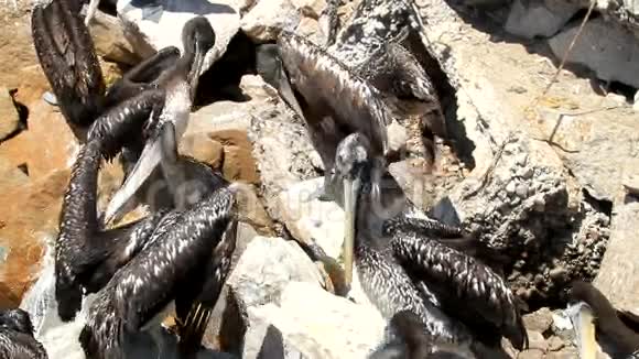 科昆博海滩上的鸟视频的预览图