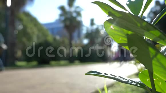 草坪花坛在市中心的一条步行街棕榈大道4K慢动作模糊背景视频的预览图
