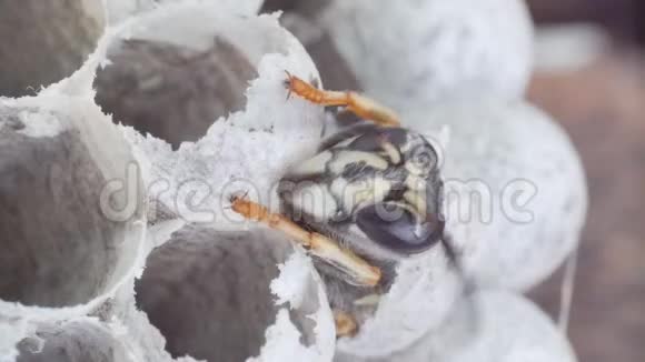 从黄蜂窝里出来的黄蜂头和胸部视频的预览图
