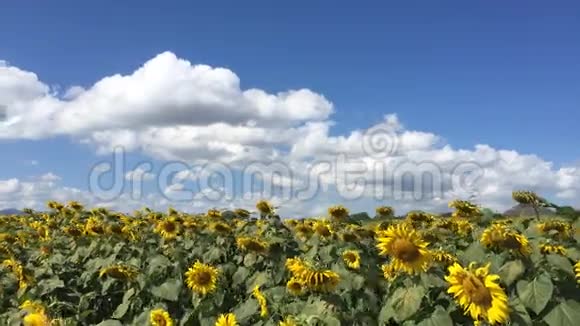 泰国山上向日葵农场或田野的时间推移视频的预览图