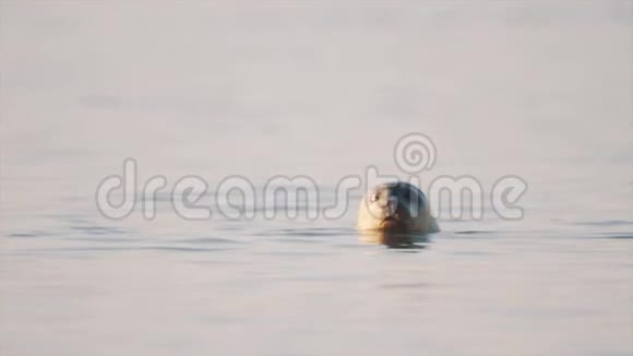 可爱的白色海豹在从表面看了看之后就会在水下视频的预览图
