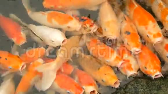 一大群鱼日本红鲤滑稽张开嘴近距离观看视频的预览图