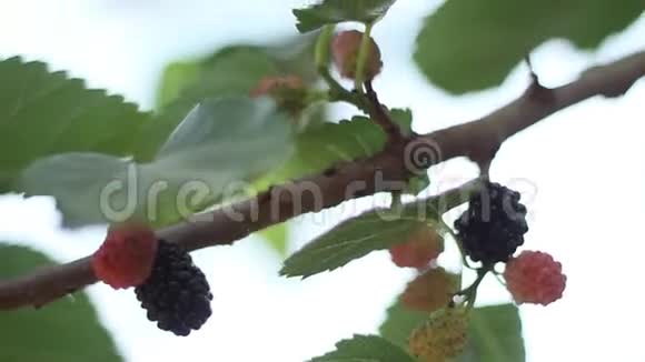 桑树带着新鲜的果实视频的预览图