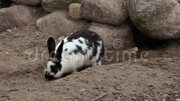 兔子在洞穴附近挖通道视频的预览图