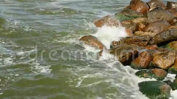 海水中有绿色的海藻在水中的石头上有苔藓视频的预览图