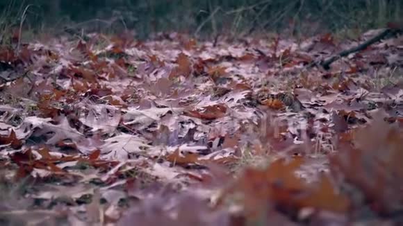 秋天的橡树叶在地上视频的预览图