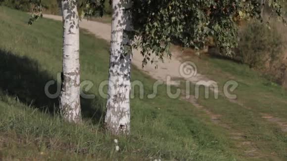 两棵白桦树立在田野里视频的预览图