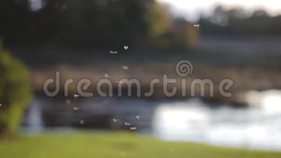 小昆虫正在缓慢地飞行靠近河流的近景视频的预览图