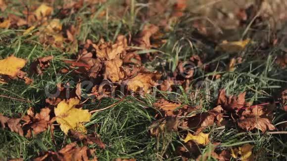 秋天的树叶四周飘落到绿草地上风的天气视频的预览图
