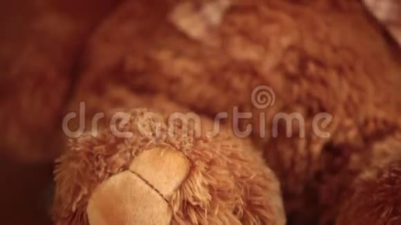 肖像棕色泰迪熊向上相机运动架焦点视频的预览图