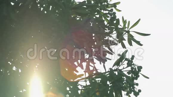 在卡拉门迪亚阳光下的南方树木马略卡视频的预览图