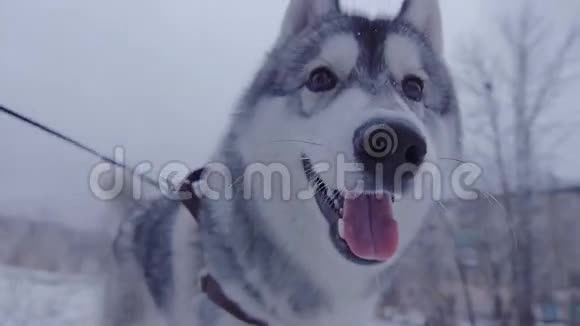 狗哈斯基在冬天的森林里绕了一圈视频的预览图