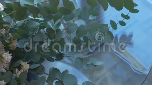 水底圆花瓣植物视频的预览图