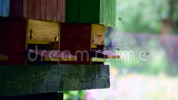 许多蜜蜂围绕蜂巢飞行的特写镜头视频的预览图