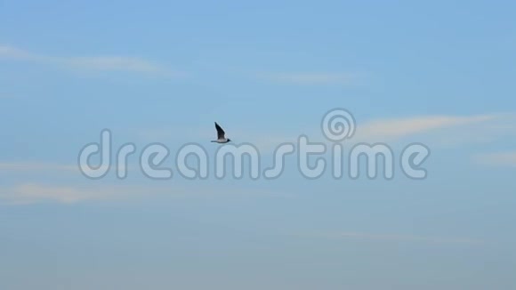 燕鸥在美丽的天空背景下飞得很高视频的预览图