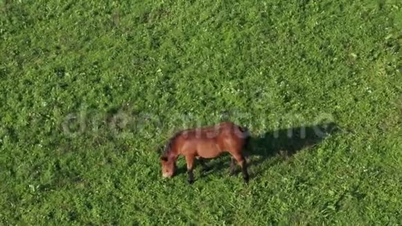 棕色的马在绿色的牧场上视频的预览图