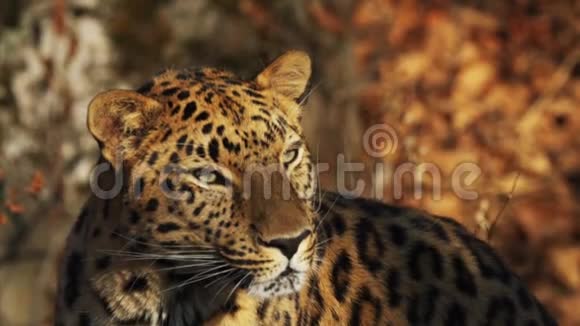 俄罗斯Primorsky野生动物园罕见的美洲豹享受阳光的近景视频的预览图