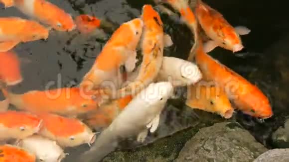 一大群鱼日本红鲤滑稽张开嘴近距离观看视频的预览图