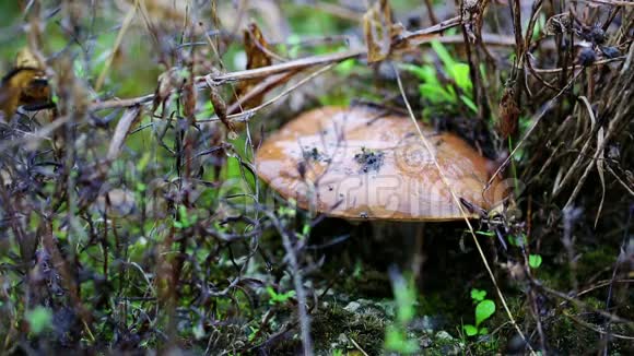 在雨天泽西奶牛蘑菇在大自然中生长视频的预览图