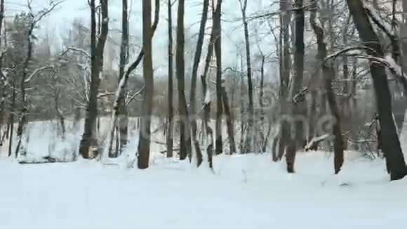 城市公园里的雪使用专业的万向节稳定剂视频的预览图