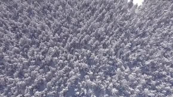 冬季鸟瞰积雪云杉林低飞空中拍摄的大松林覆盖着冬天的雪视频的预览图