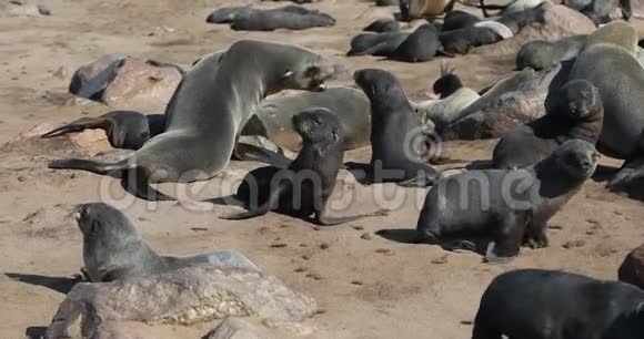 纳米比亚野生动物科罗斯角巨大的棕色毛皮海豹群视频的预览图
