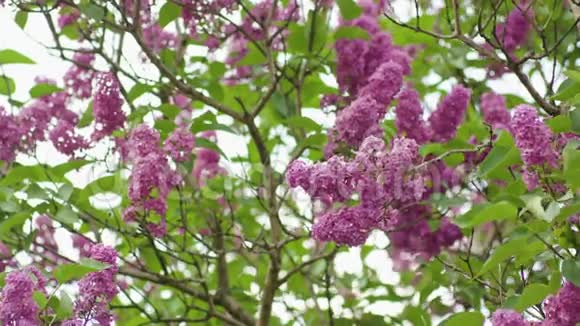 紫色丁香树视频的预览图