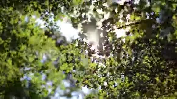 太阳的光芒从树的叶子中流过视频的预览图