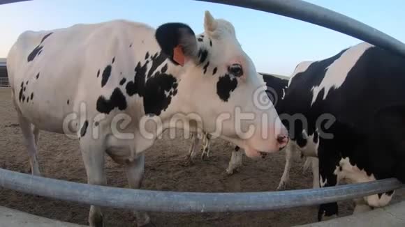 4K现代农场的奶牛家畜在谷仓里农业产业视频的预览图