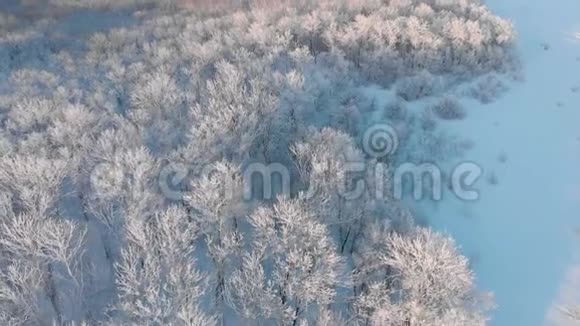 冬季鸟瞰积雪云杉林低飞空中拍摄的大松林覆盖着冬天的雪视频的预览图