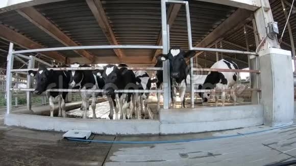 4K奶牛现代农场农业农业和畜牧业视频的预览图