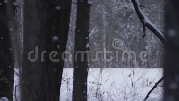 红色跑车骑在高速公路上周围是白雪覆盖的森林视频的预览图