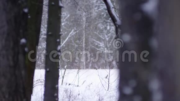 骑着红肌肉车的公路被白雪覆盖的森林包围着视频的预览图