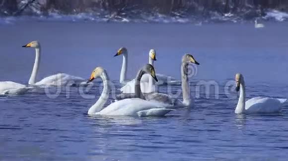 一群天鹅在解冻的湖里游泳视频的预览图