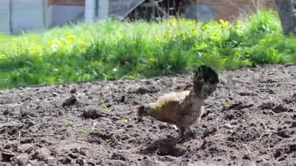 小鸡走在花园里视频的预览图