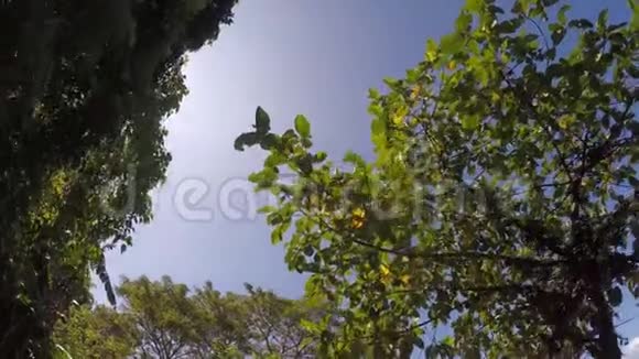 山湖岸边的树木和植被下视图视频的预览图