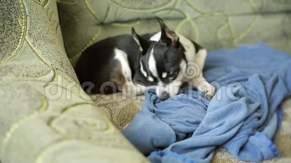 小可爱的奇瓦瓦狗在沙发上休息和睡觉视频的预览图