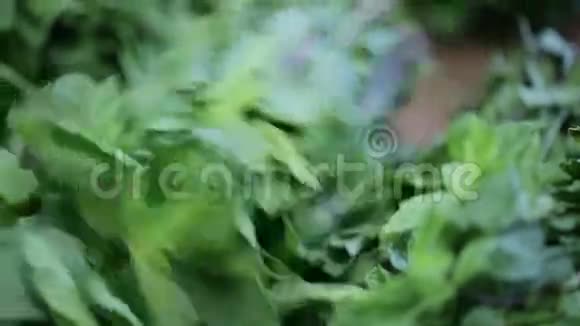 薄荷清新芳香供应食物视频的预览图