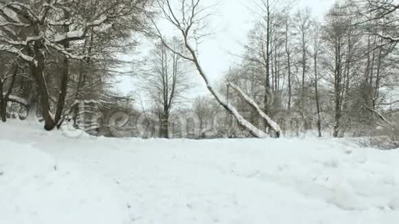 冬天的公园使用专业的万向节稳定剂视频的预览图