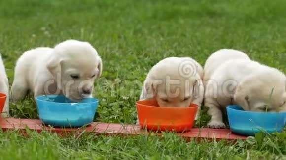 拉布拉多猎犬幼犬从碗里吃东西视频的预览图