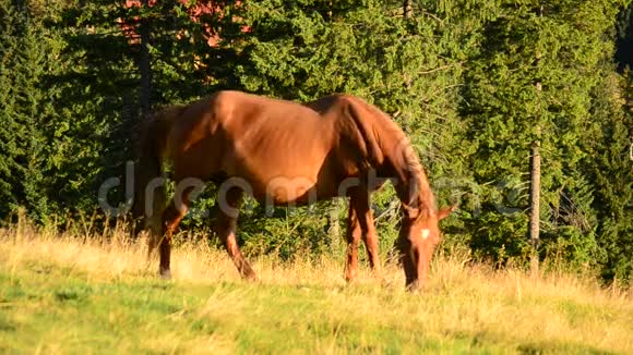 牧场上放牧的棕色母马视频的预览图
