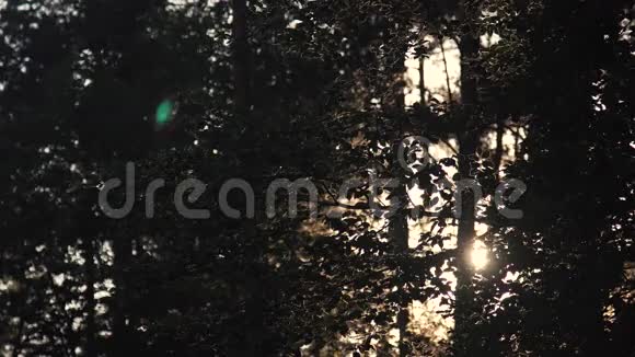 夕阳下的森林树木视频的预览图
