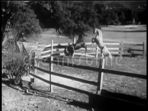 两匹马在畜栏里玩耍视频的预览图