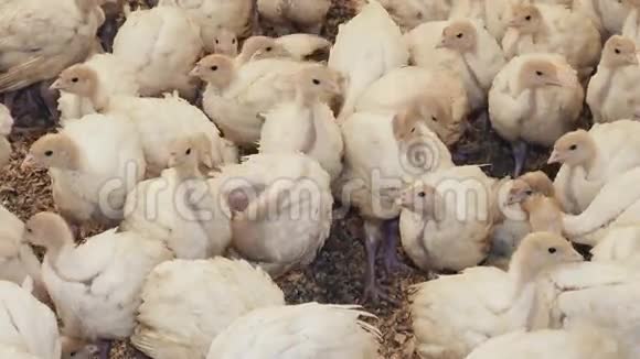 农场里的一群火鸡小姑娘视频的预览图