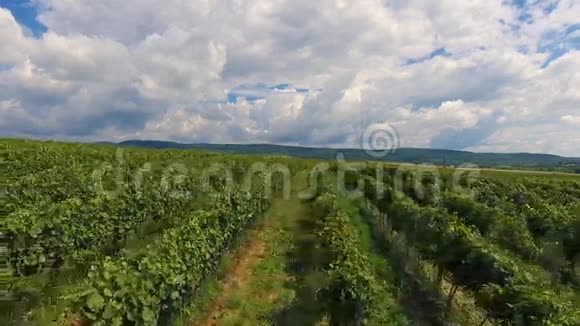 乡村葡萄园农业景观酒庄收获乌克兰欧洲视频的预览图