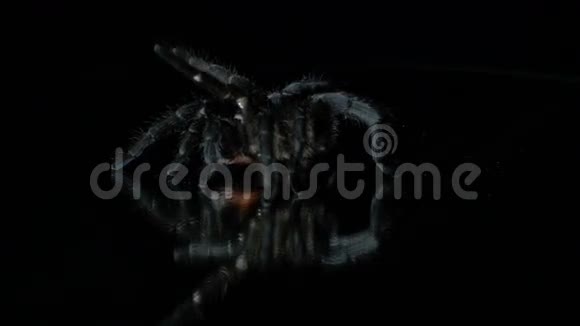 黑色狼蛛在黑暗中潜行动作缓慢视频的预览图