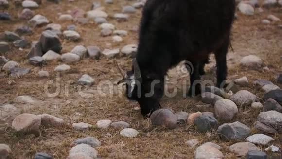 在最穷的石土里寻找食物的黑山羊视频的预览图