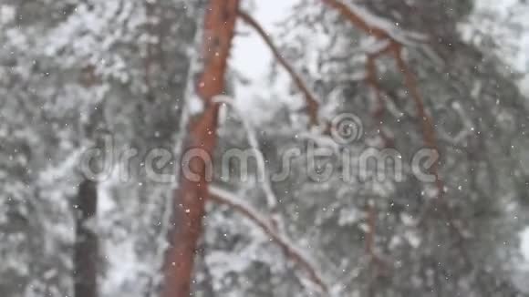 松林里清新的雪视频的预览图