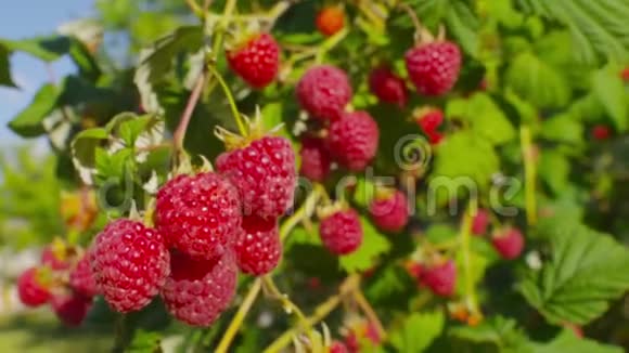 成熟树莓灌木的全景视频的预览图