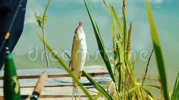 淡水鱼挂在钓鱼钩上视频的预览图